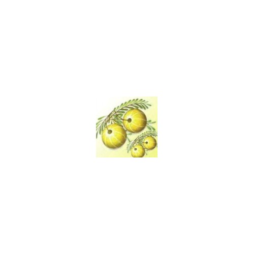 Amla Powder
