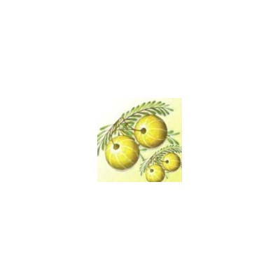 Amla Powder