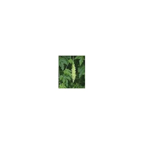 Karela Powder