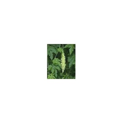 Karela Powder