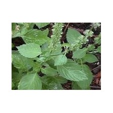 Tulsi Powder