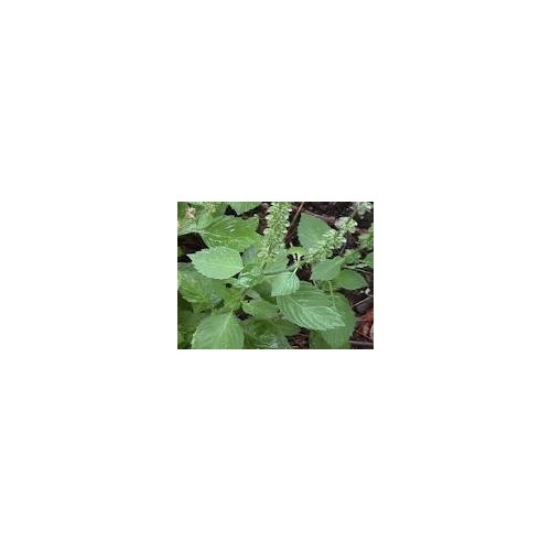Tulsi Powder
