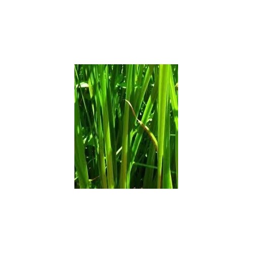 Amla Powder