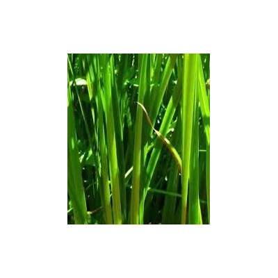 Amla Powder