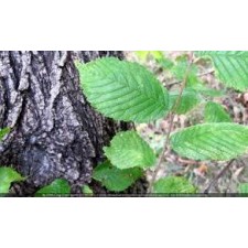 Slippery Elm 50g