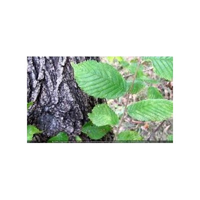 Slippery Elm 50g